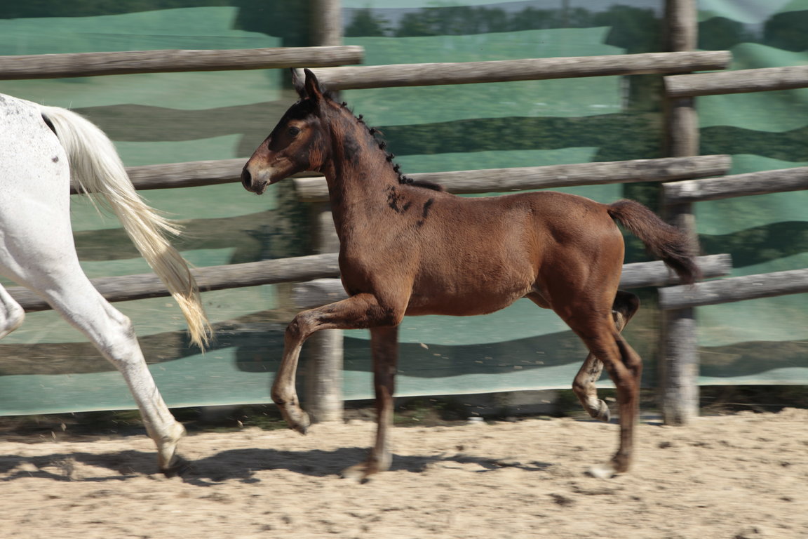 FLICKA HOY, femelle bai, par Litchi Hoy et Dom Pepito (aa)