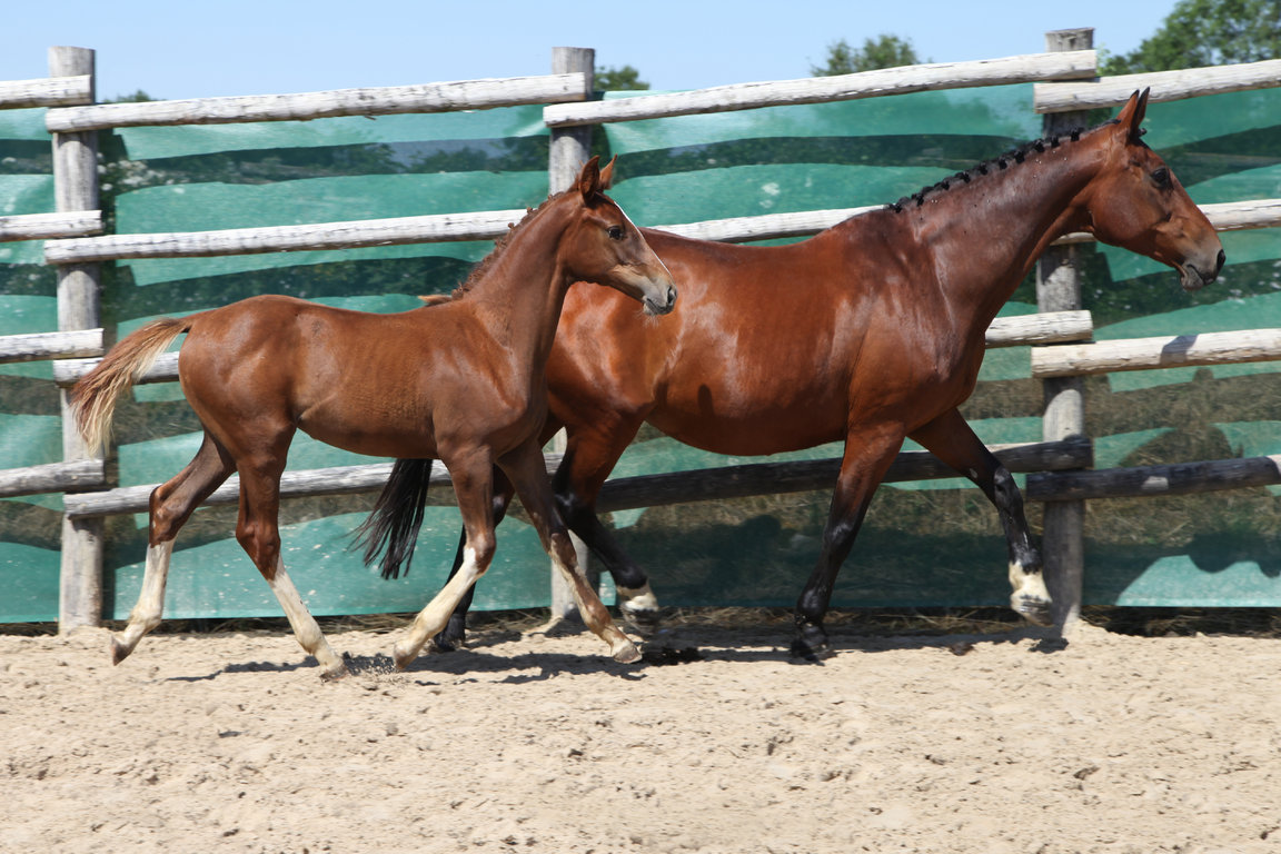 FLOTUS HOY, femelle alezan, par Tenson VH Lindenhof (BWP) et Concorde (KWPN)