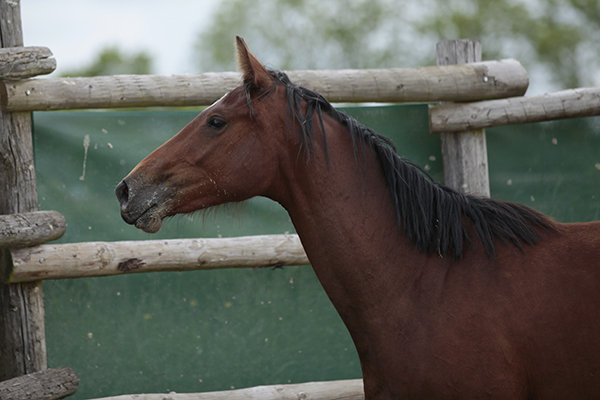 epona4