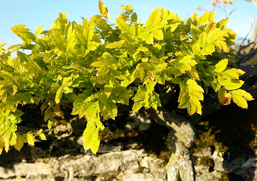 La glycine