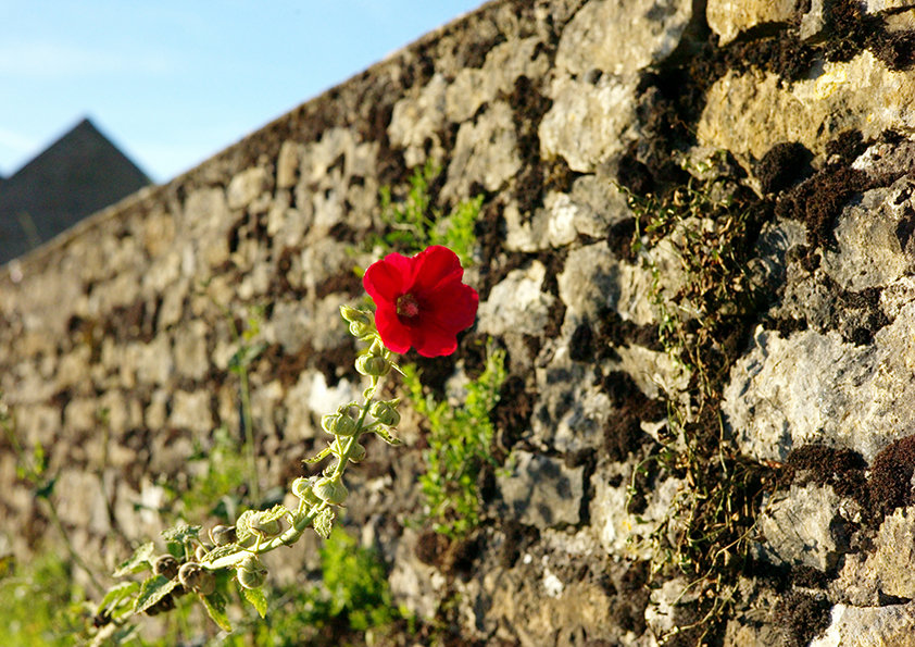 La rose trémière