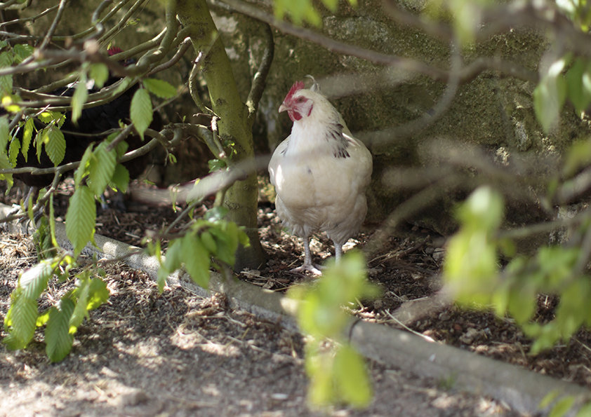 Une poule